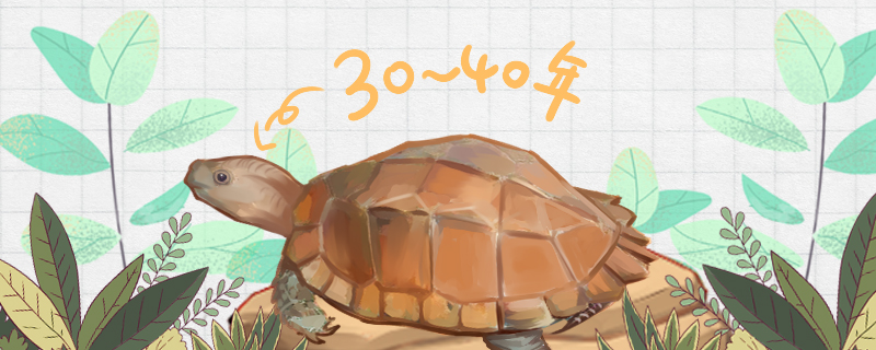 锯缘龟寿命多长，多大可以下蛋