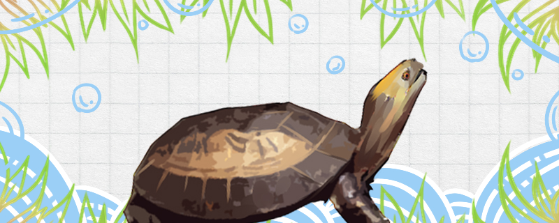 黄额闭壳龟是旱龟还是水龟，水深多少合适