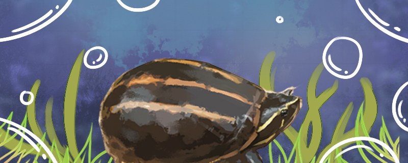 果核龟是深水龟吗，水深多少合适