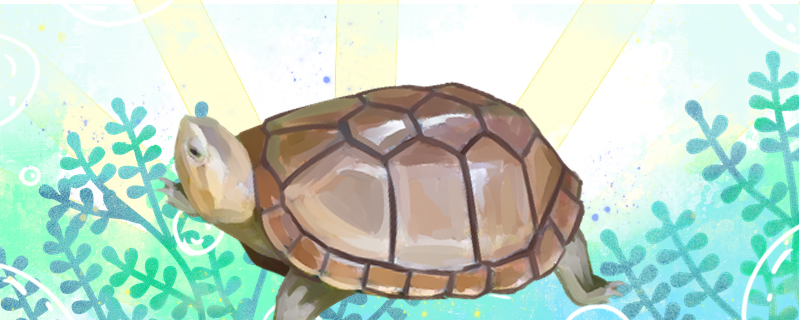 蝎泽蛋龟和红面蛋龟的区别是什么，能一起养吗