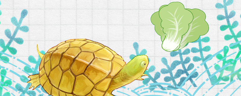 石金钱龟吃青菜吗，多久喂一次