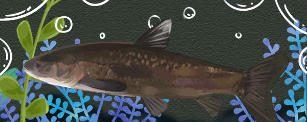 青鱼是什么鱼是淡水鱼吗