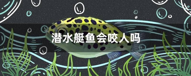 潜水艇鱼会咬人吗