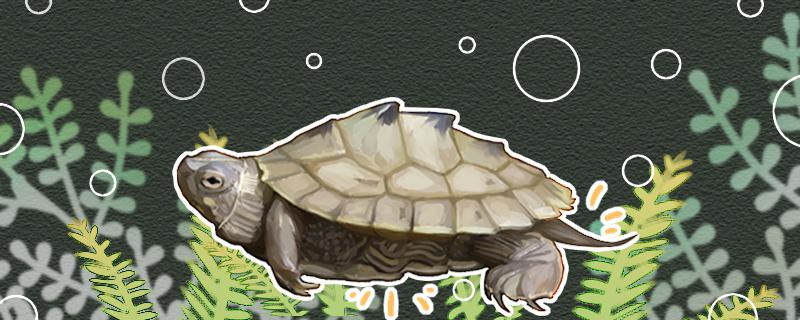 地图龟要冬眠吗，冬眠时间是多久
