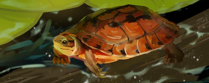 金钱龟是深水龟吗，对水有什么要求