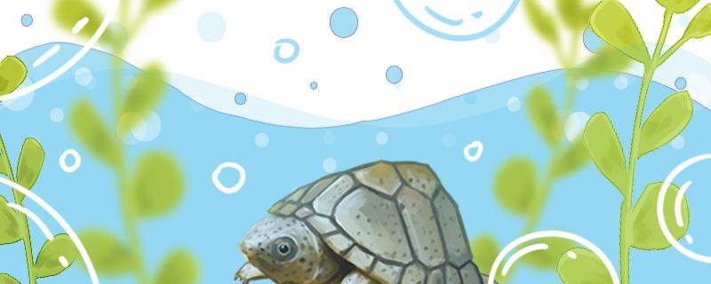 剃刀龟多大可以深水养，用多深的水养
