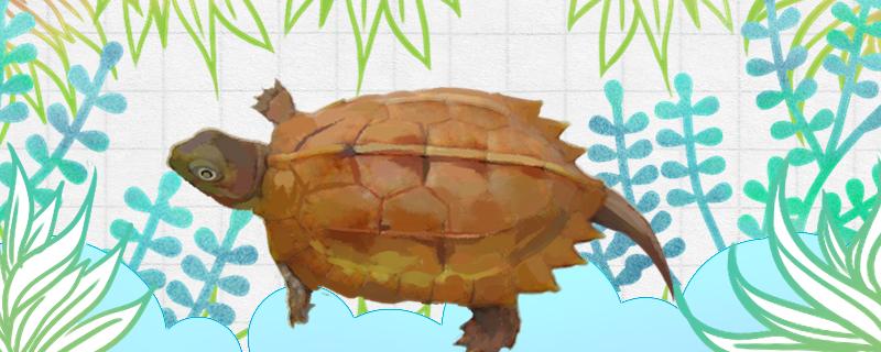 枫叶龟能长多大，怎么养长得大