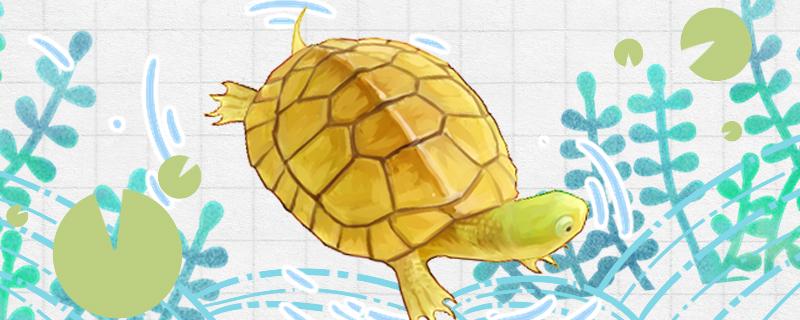 石金钱龟是水龟还是半水龟，水位多高合适