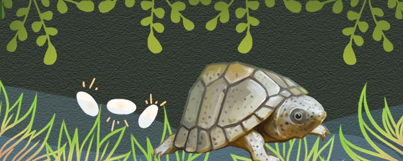 剃刀龟繁殖孵化注意事项，刚出壳的小龟怎么养