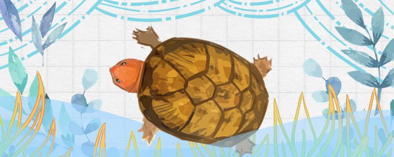 红面蛋龟需要晒背吗，幼龟怎么养