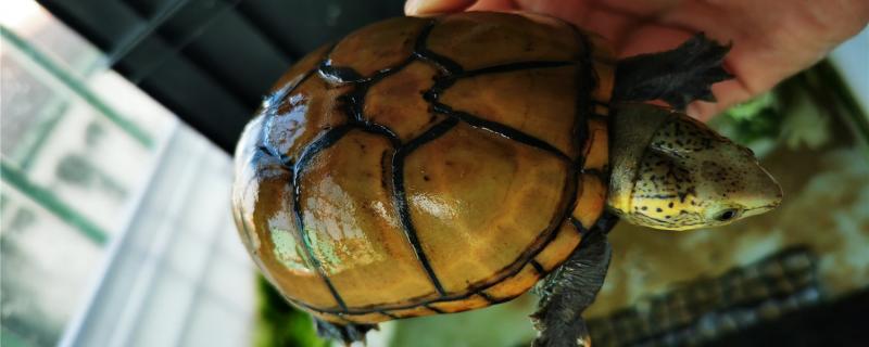 头盔蛋龟是深水龟吗，对水有什么要求