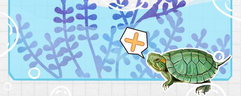 巴西红耳龟是深水龟吗，水位多高合适