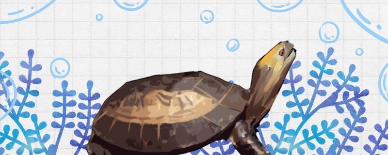 黄额闭壳龟是保护动物吗，怎么饲养