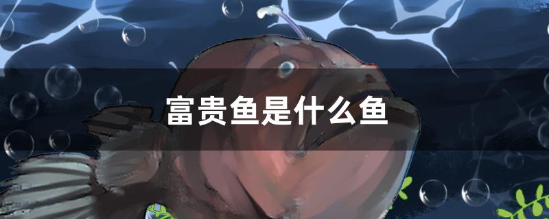 富贵鱼是什么鱼