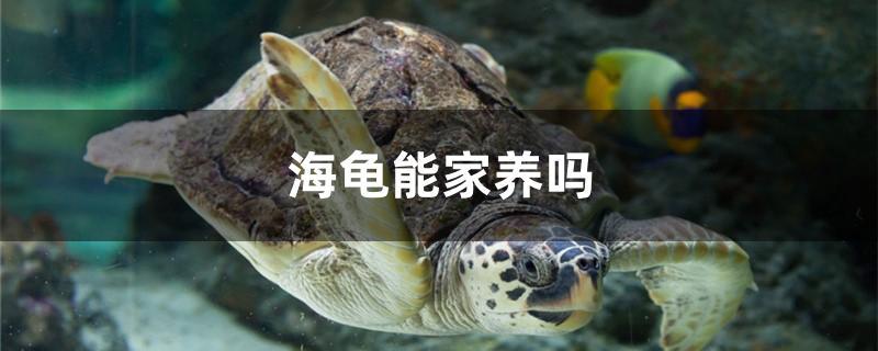 海龟能家养吗