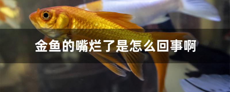 金鱼嘴烂了可能是被咬破的,也有可能是鱼病导致的烂嘴.