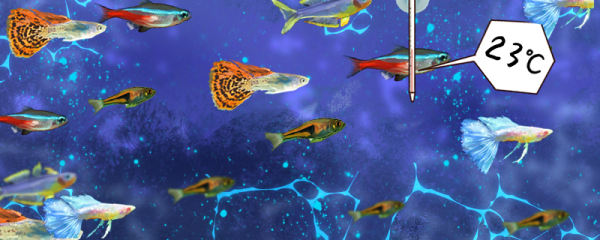 グッピーは日差しが怖いのか 水族の明かりが怖いのか 魚百科