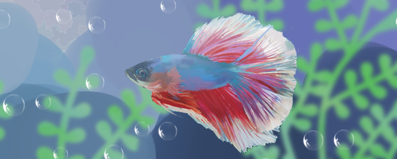 When and how often do bettas breed?