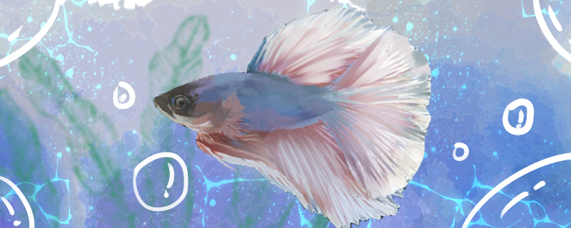 Betta spit bubble is what reason, how to solve?