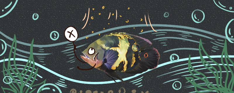 地図魚は繁殖できますか？どのくらいで繁殖しますか？