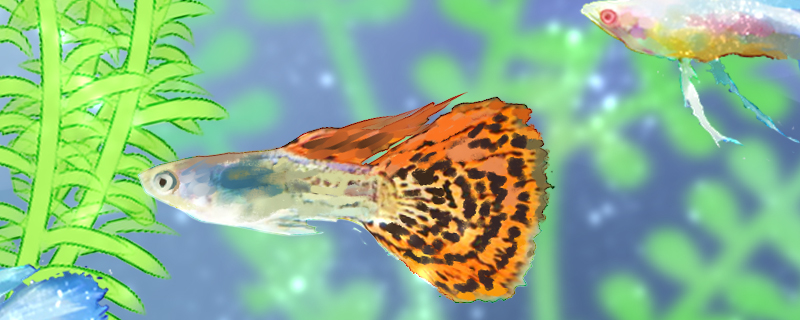 How is guppy sodden tail treated, with what medicine?