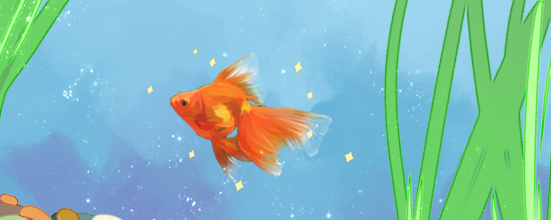 How to raise goldfish, goldfish water to add salt?