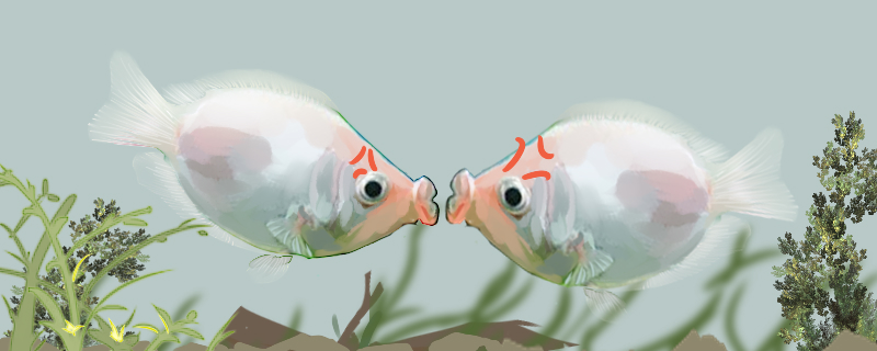Why do kissing fish kiss and under what circumstances?