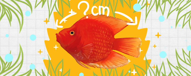 財神魚の寿命はどれぐらいですか？どれぐらい長くなりますか？