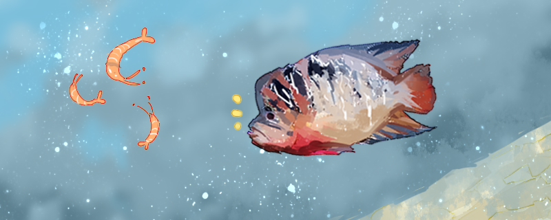 羅漢魚はどれぐらい飼えますか？どれぐらい主人を認められますか？