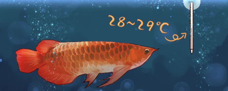 Is arowana a tropical fish? How many degrees of water should be used to raise it