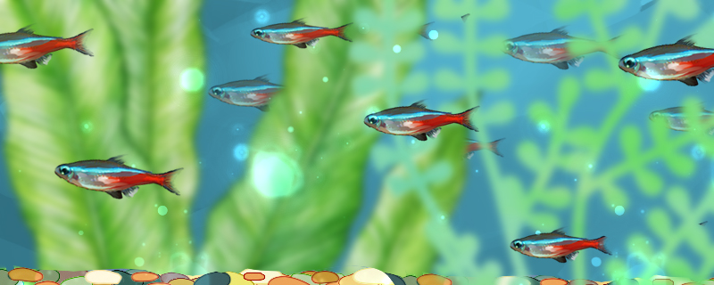 红绿灯鱼多大可以繁殖，繁殖需要什么条件