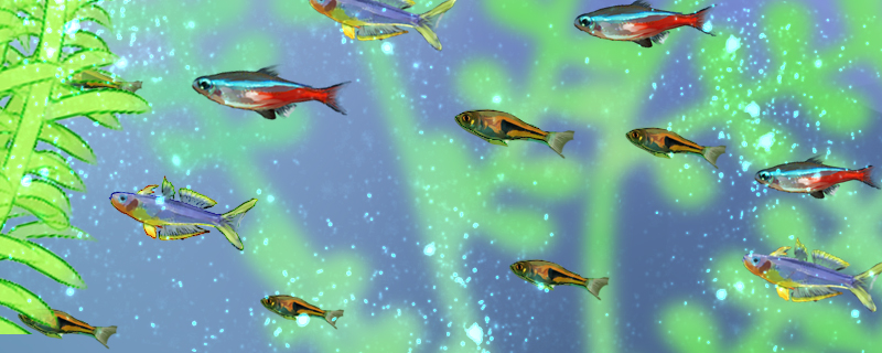红绿灯鱼用什么水养，可以用自来水养吗