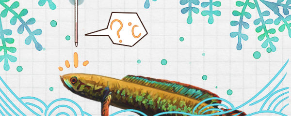 七彩雷龙鱼需要加温吗，水温多少合适