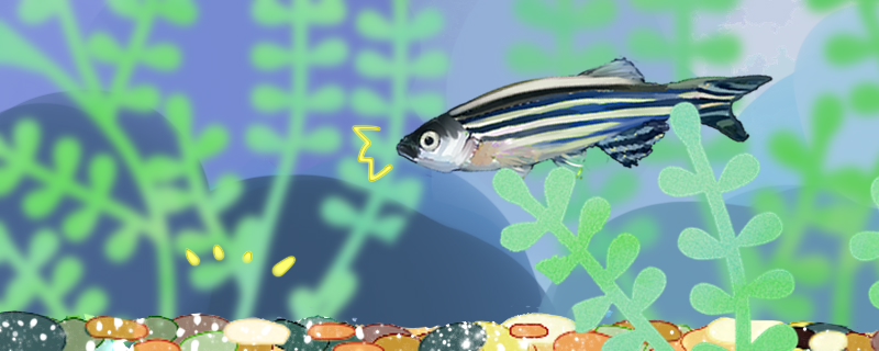 How often and what feed do zebrafish feed?