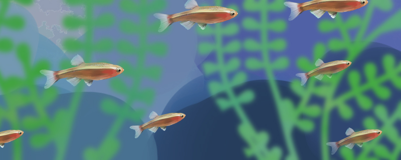 白云金丝鱼好繁殖吗，怎么繁殖
