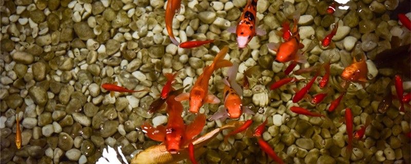 Does Koi need oxygen? How long can it last without oxygen?