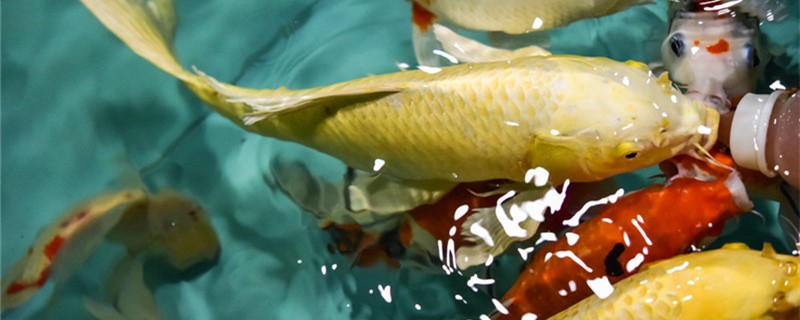 Does Koi need to be fed in winter? What if you don't eat?
