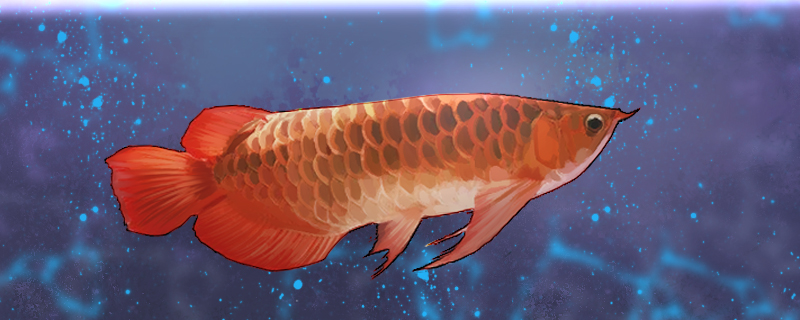 What are the types of arowana and what are the smaller types?