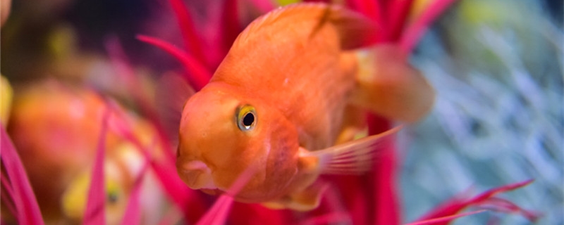 Parrot fish can be mixed with what fish, and not mixed with what fish.