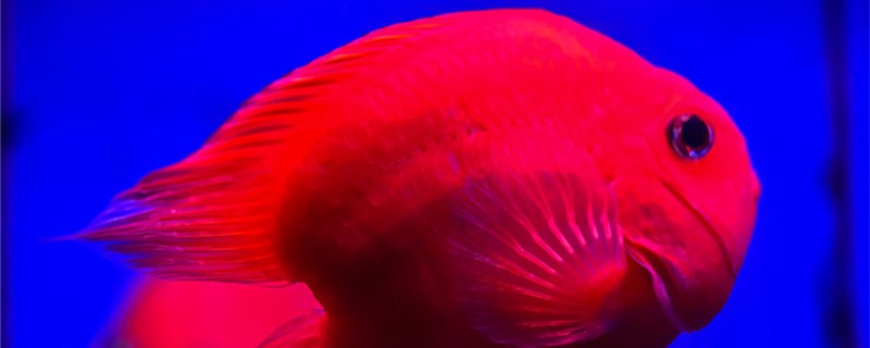 Do parrot fish need oxygen? How long can they live without oxygen?