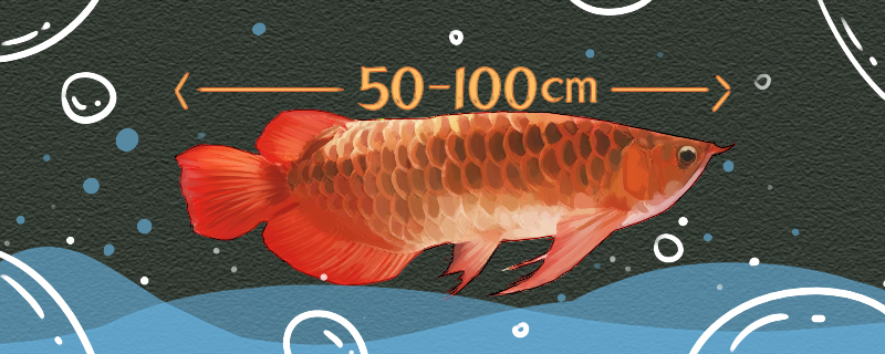 红龙鱼能长多大，寿命有多长时间