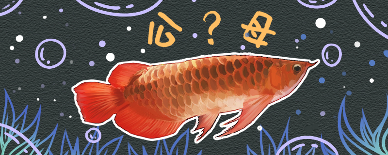 赤竜の魚はどのように公母を分けて、公母は一緒に飼うことができますか？