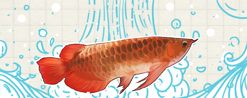 What is the best color temperature of red arowana and what environment is easy t
