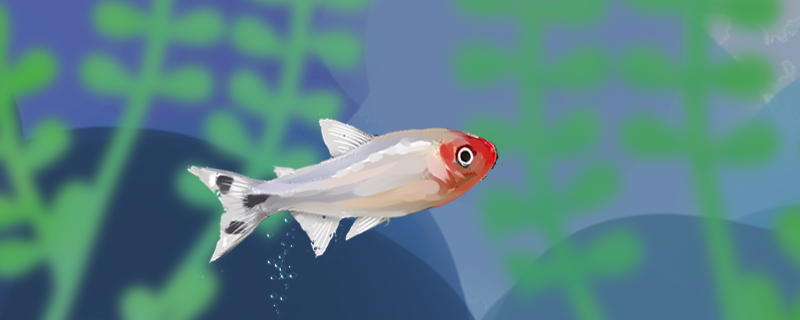 红鼻剪刀鱼寿命多长，养殖时有什么注意事项
