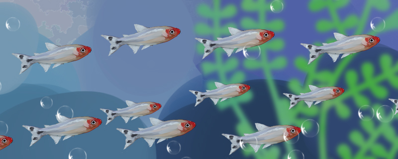 红鼻剪刀鱼怎么繁殖，有哪些注意事项