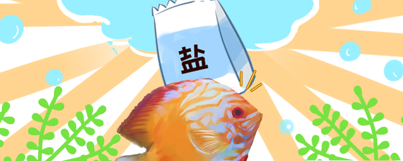 Raises seven colors angelfish to put the salt to be good, puts the salt to have