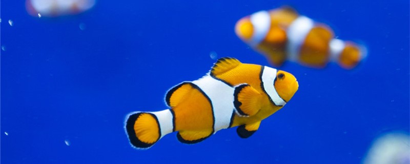 小丑鱼是海水鱼吗，能不能用淡水养