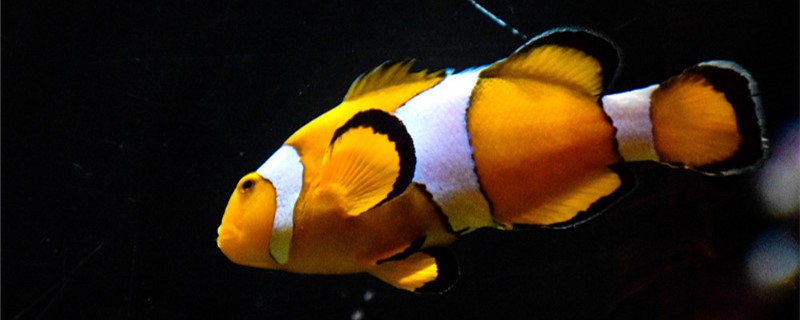 小丑鱼怎么繁殖一年能繁殖几次