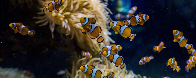 Clown fish how to distinguish between male and female, male and female can be ra