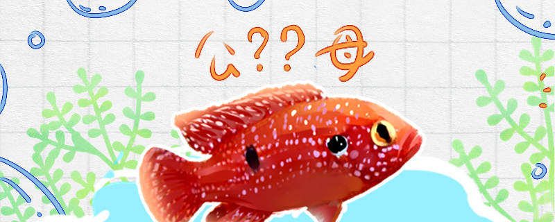 红宝石鱼怎么分公母，公母能一起养吗